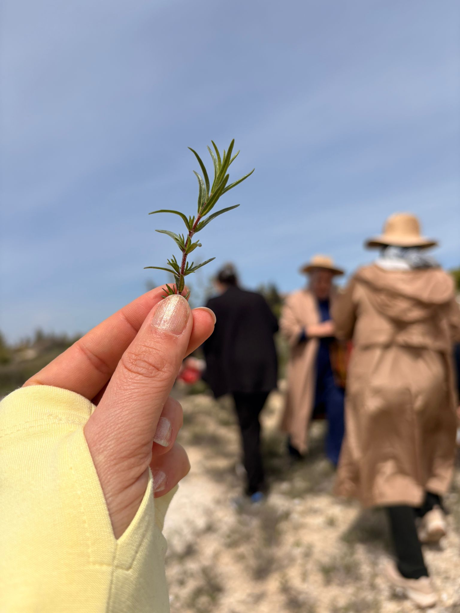  “Bahara Merhaba: Kekik Toplama Etkinliği